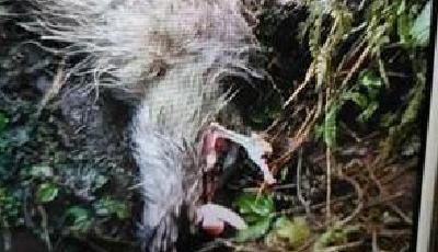 四川野生大熊貓下山 啃食一只山羊后返回深山