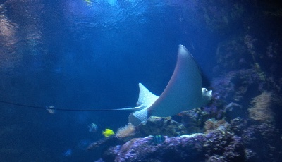 真實再現(xiàn)西太平洋深海現(xiàn)場 海洋所將推“海底VR” 