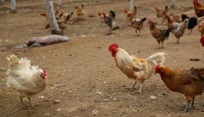 昆明8名大學生在學校里養雞 年營業額近80萬元