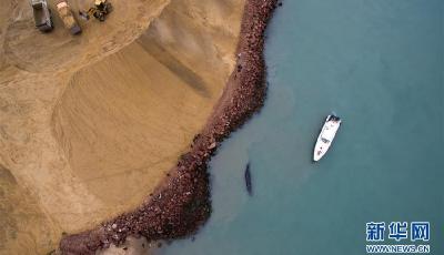 大亞灣受困抹香鯨確認死亡 或將制成標本