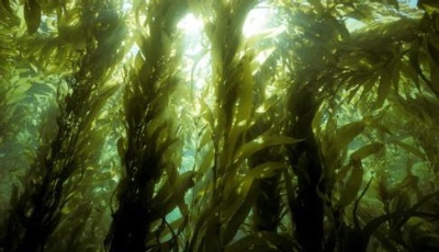 市科技文獻共享服務平臺打造海藻“學術”朋友圈