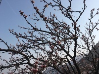 藏碧波于巍峣——嶗頂天心池