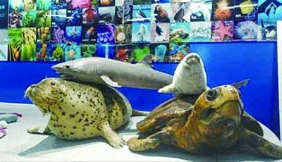 瞧，“海底世界”现身校园