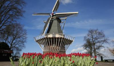 荷蘭庫(kù)肯霍夫公園：欣賞郁金香之美