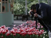 荷蘭庫肯霍夫公園：欣賞郁金香之美