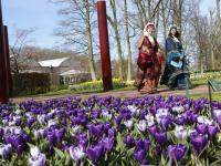 荷蘭庫肯霍夫公園：欣賞郁金香之美