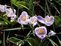 荷蘭庫肯霍夫公園：欣賞郁金香之美