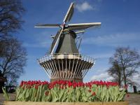 荷蘭庫肯霍夫公園：欣賞郁金香之美