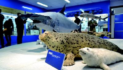 不出校门,认识上百种海洋生物