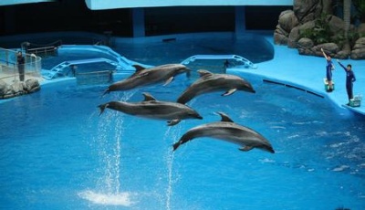 青島海昌海洋公園將增加夜宿、婚禮、夜宴等定制產(chǎn)品