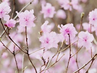 花開(kāi)爛漫時(shí)！漫山花開(kāi) 九水浸染
