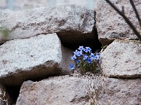 花開(kāi)爛漫時(shí)！漫山花開(kāi) 九水浸染
