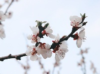 花開(kāi)爛漫時(shí)！漫山花開(kāi) 九水浸染