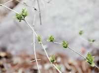 花開(kāi)爛漫時(shí)！漫山花開(kāi) 九水浸染
