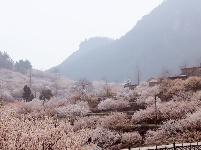 花開(kāi)爛漫時(shí)！漫山花開(kāi) 九水浸染
