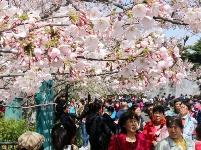 花開燦爛如云雪 市民中山公園賞櫻忙