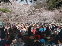 花開燦爛如云雪 市民中山公園賞櫻忙