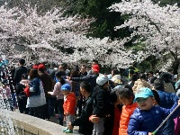 花開燦爛如云雪 市民中山公園賞櫻忙