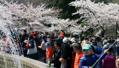 花開燦爛如云雪 市民中山公園賞櫻忙