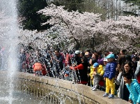 花開燦爛如云雪 市民中山公園賞櫻忙