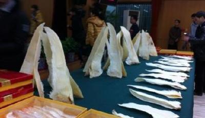 臺島內痛批“環保署長”吃魚翅 被指開環保倒車