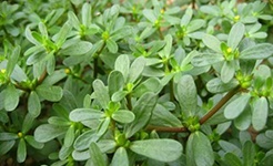 采“野草”被判刑 普法不能光靠案例