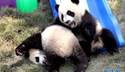 合起來就是胖！大熊貓龍鳳胎得名“月月”“半半”