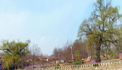 VR全景漫游朱彥夫故土: 十里桃花 如你所愿