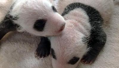 2017年全球首對圈養(yǎng)大熊貓雙胞胎在成都誕生