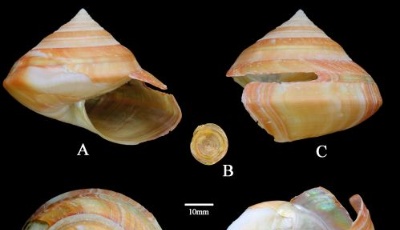 中科院海洋所發現新物種填補空白