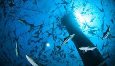 世界首座大型智能化深海漁場在青島研制成功