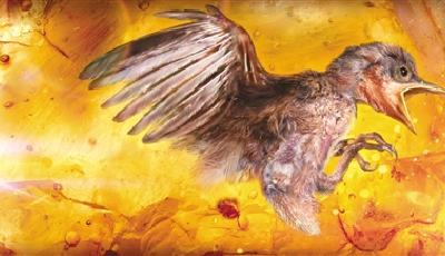 人類首次在琥珀中發現雛鳥 該琥珀價值上千萬元 