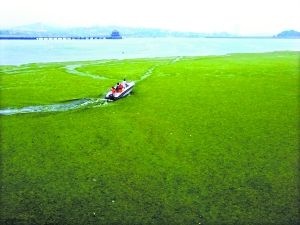 海洋國家實驗室召開黃海滸苔綠潮發展態勢研討會