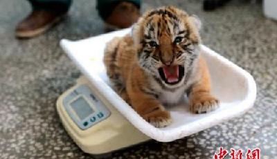 五胞胎東北虎崽迎雙滿月 取名諧音為“東北歡迎你”