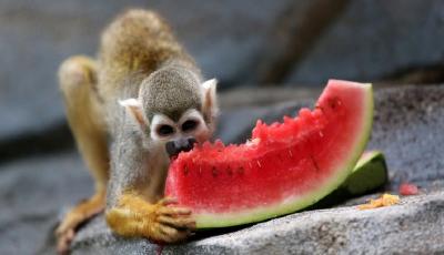 大王叫我來巡山 我抱西瓜忙下口