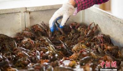 “龍蝦學院”刷屏網絡 還有哪些高校不走尋常路？