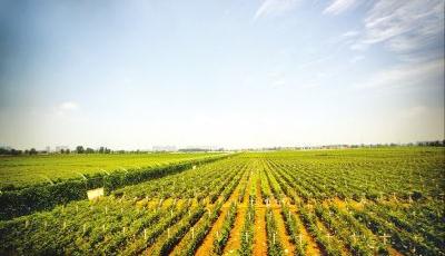 我國夏糧單產提高1.8%，農民收入實際增長7.4%