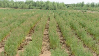 中科院海洋所開辟鹽堿地新“農田”