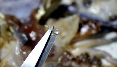 梭子蟹里有“寄生蟲”？專家：附生的動物對人體無害