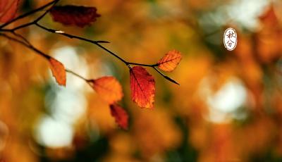 9月23日迎秋分：晝夜平分 “三秋”大忙正當時