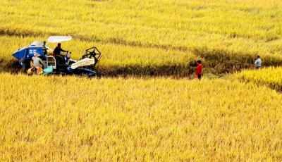 寒露時節收獲忙