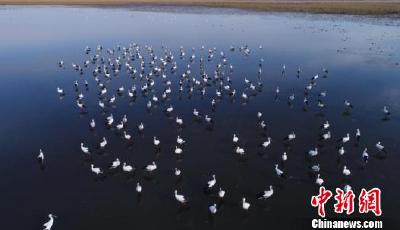 吉林濕地迎來數(shù)百只東方白鸛 珍稀堪比大熊貓
