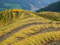 廣西龍勝：龍脊梯田搶收忙