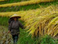 廣西龍勝：龍脊梯田搶收忙