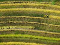廣西龍勝：龍脊梯田搶收忙