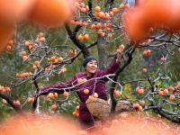 越行漸涼北來(lái)風(fēng) 秋意正濃柿子紅