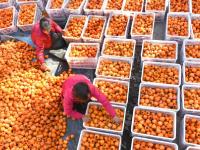 越行漸涼北來(lái)風(fēng) 秋意正濃柿子紅