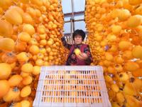 越行漸涼北來(lái)風(fēng) 秋意正濃柿子紅