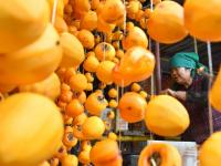 越行漸涼北來(lái)風(fēng) 秋意正濃柿子紅