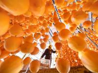 越行漸涼北來(lái)風(fēng) 秋意正濃柿子紅